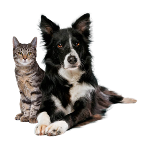 dog-and-cat-pic